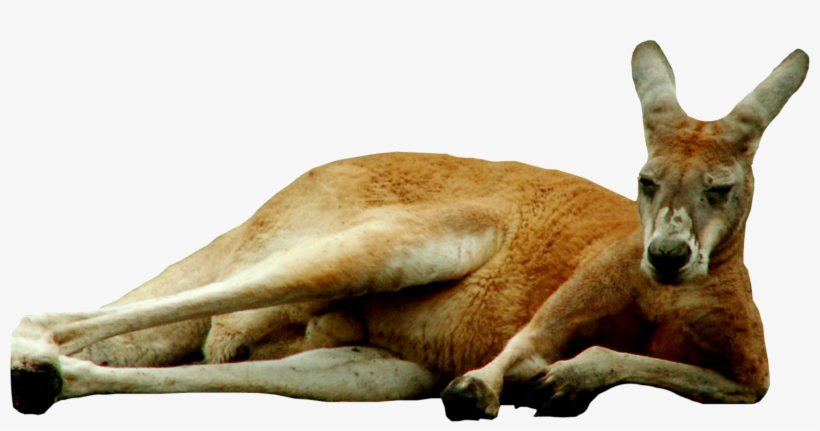 Kangaroo Png, transparent png