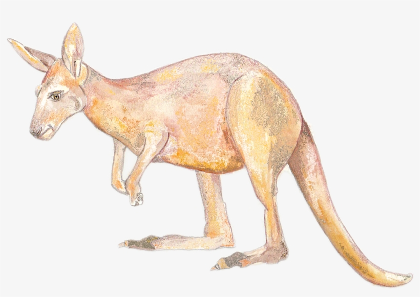 K Is For Kangaroo - Kangaroo, transparent png