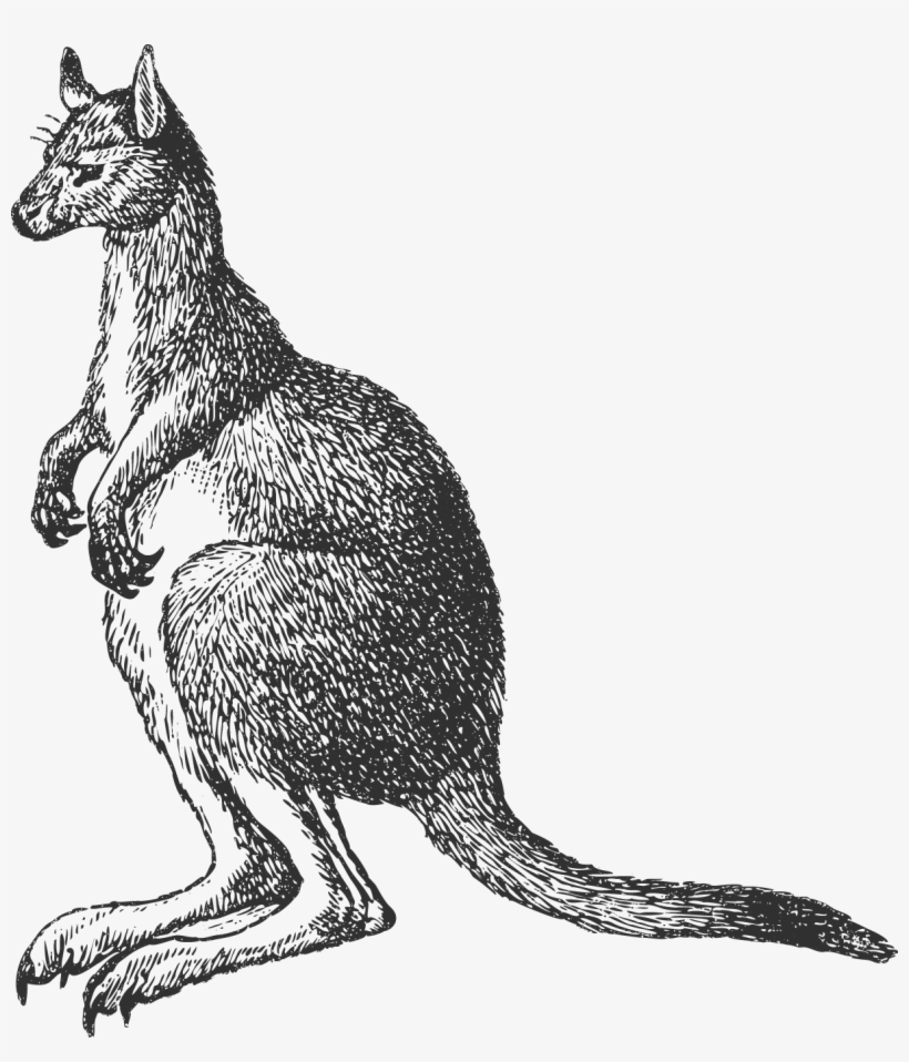 Kangaroo, transparent png