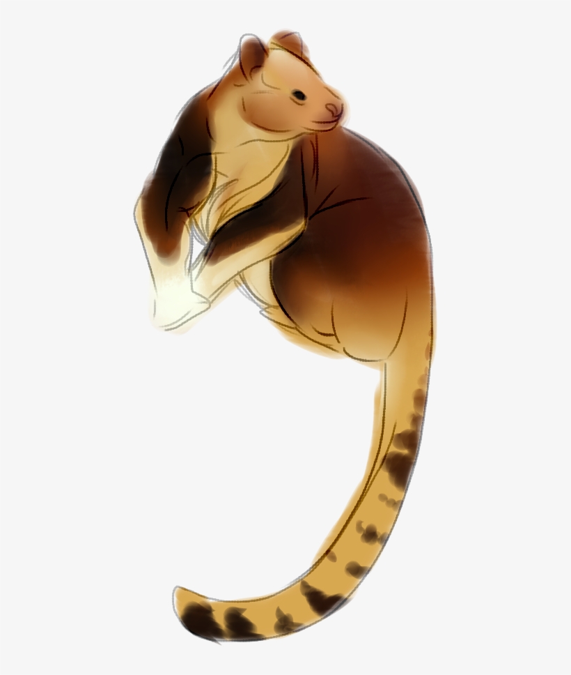 [p] Tree Kangaroo - Tree-kangaroo, transparent png