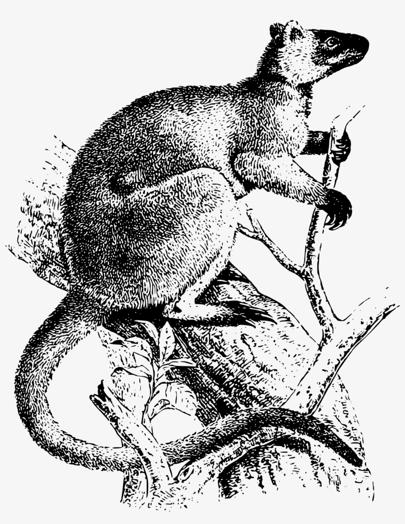 This Free Icons Png Design Of Tree Kangaroo, transparent png