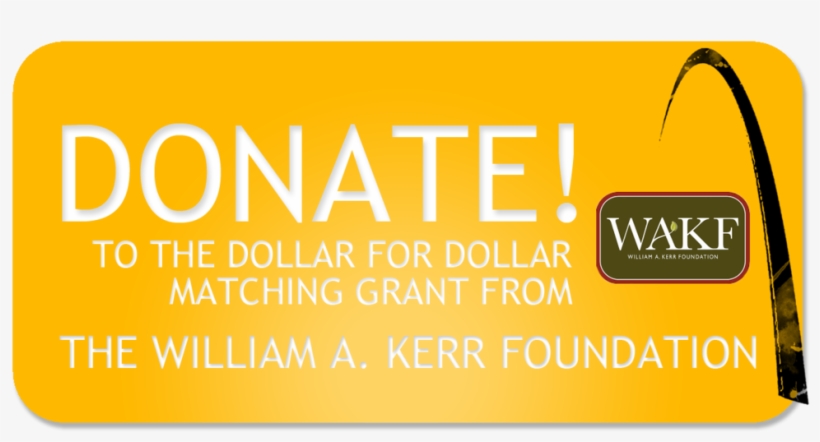 Donate Button - Orange, transparent png