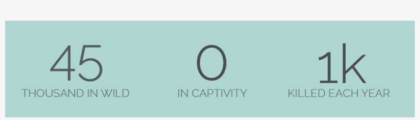 Some Numbers Depicting Narwhal Stats - Number, transparent png