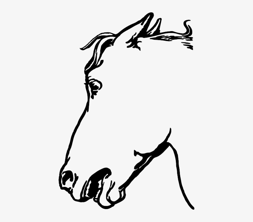 Mammal Animal, Head, Horse, Mammal - Gambar Sketsa Kepala Kuda, transparent png
