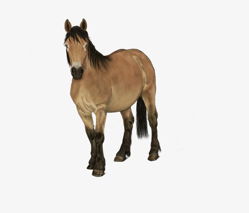 Horse, transparent png