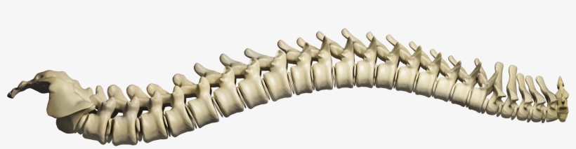 Chiropractic Spine Png - Chiropractic Abuse: An Insider's Lament [book], transparent png