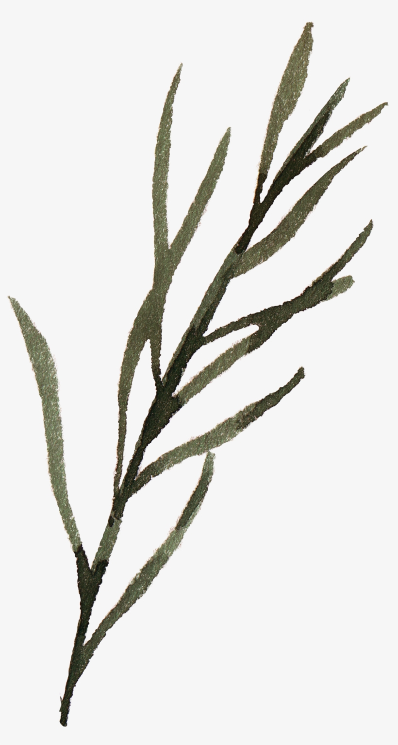 Watercolour - Watercolor Painting, transparent png