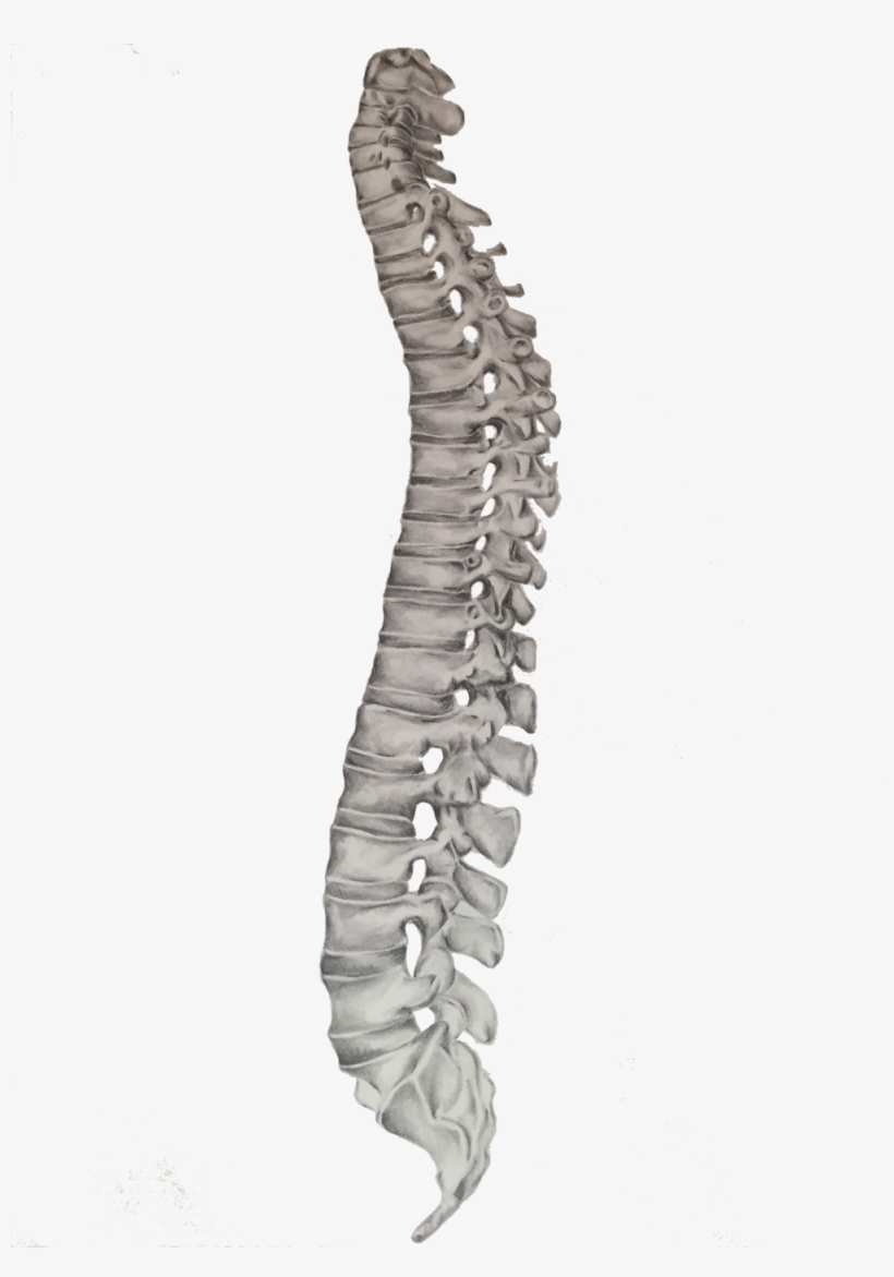 Spine Image, transparent png