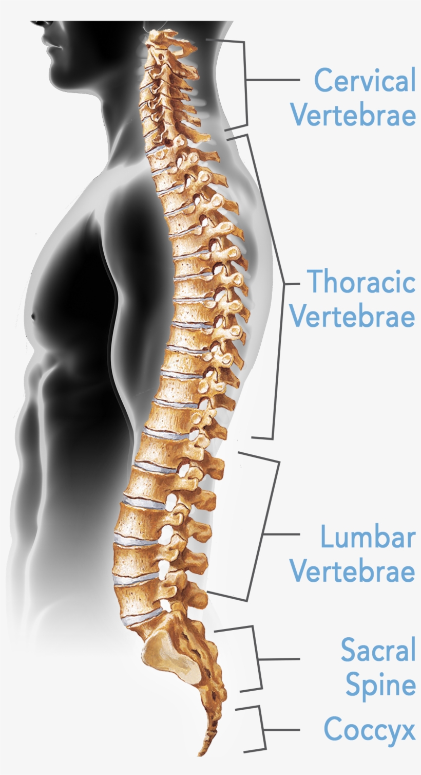 Spine Conditions - Bones Of The Spine Are Typically Fused, transparent png