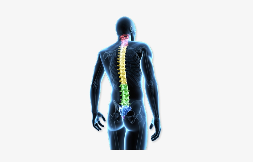 Spine Transparent, transparent png