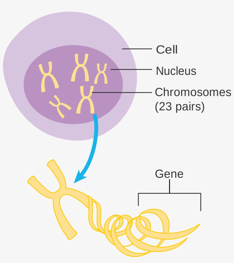 Open - Chromosome Diagram Png, transparent png