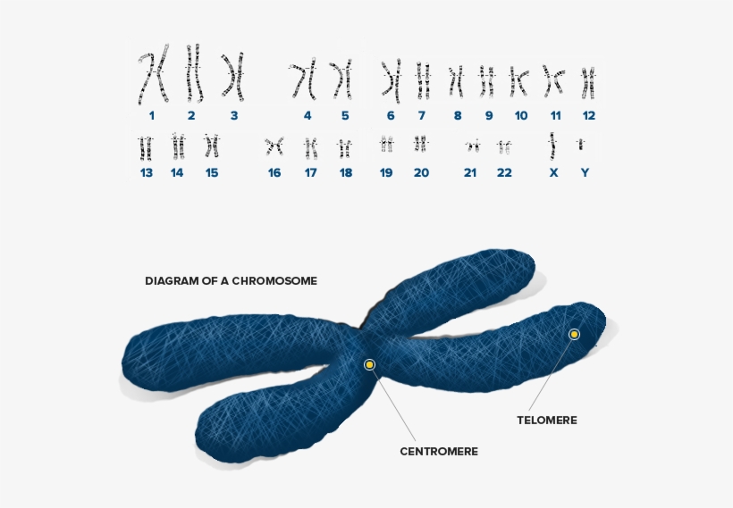 Diagram Of Chromosomes - First Edition: Great Feuds In Technology: Ten, transparent png