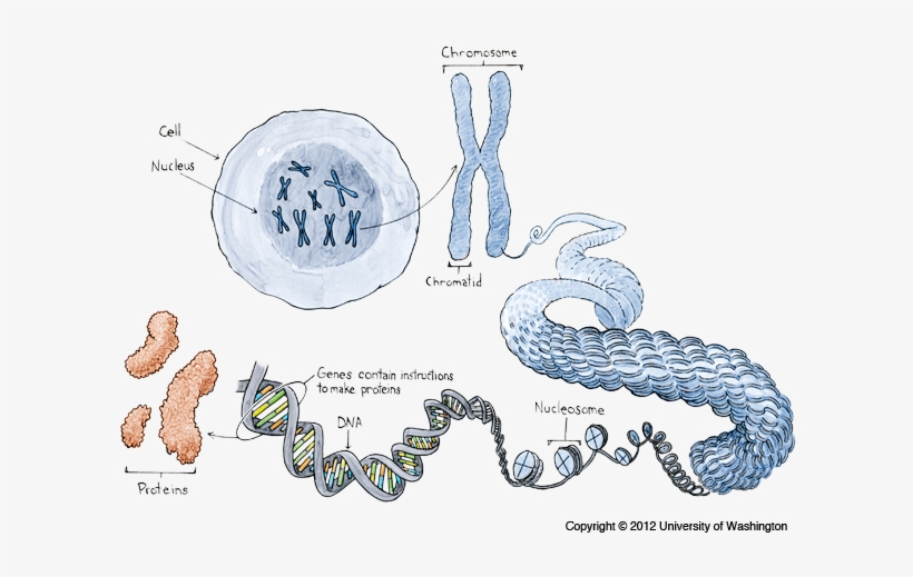 Chromosomes - Gen And Chromosome, transparent png