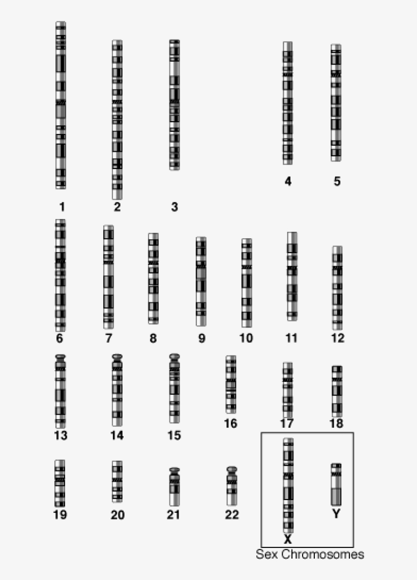 Autosomes And Sex Chromosomes - Chromosome, transparent png