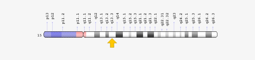 Inherited Microdeletions Or Microduplications A Benign - Scn11a Gene, transparent png