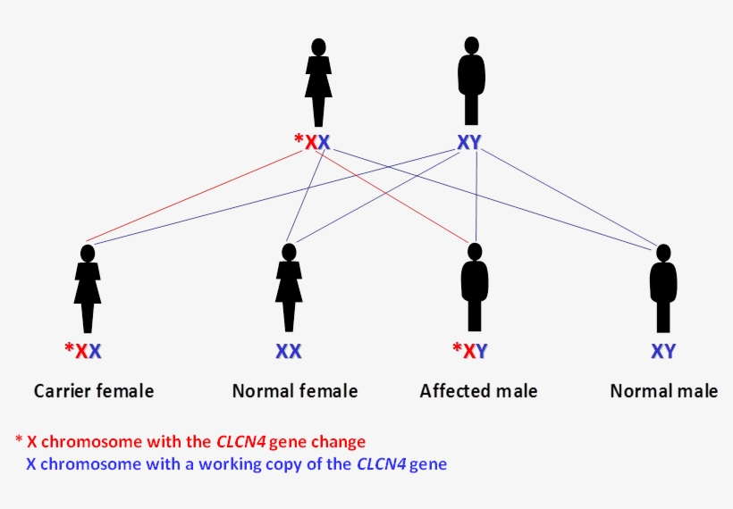 Passing On The X Chromosome With The Working Clcn4 - Diagram, transparent png