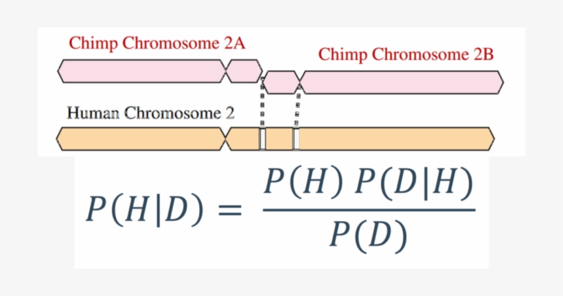 Yes, Human Chromosome 2 Fusion Really Is Evidence For - Bayes' Theorem, transparent png