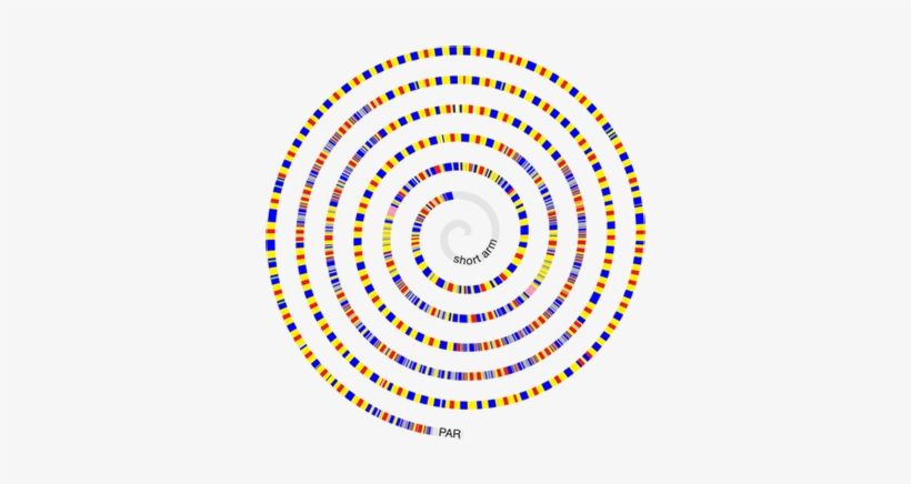 Detailed Depiction Of The Structure Of The Mouse Y - Illustration, transparent png