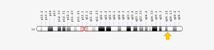 Related Information - Fgfr2 Gene, transparent png