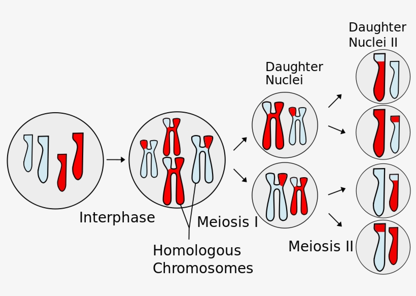 800px-meiosis Overview - Svg - Meiosis Mitosis, transparent png