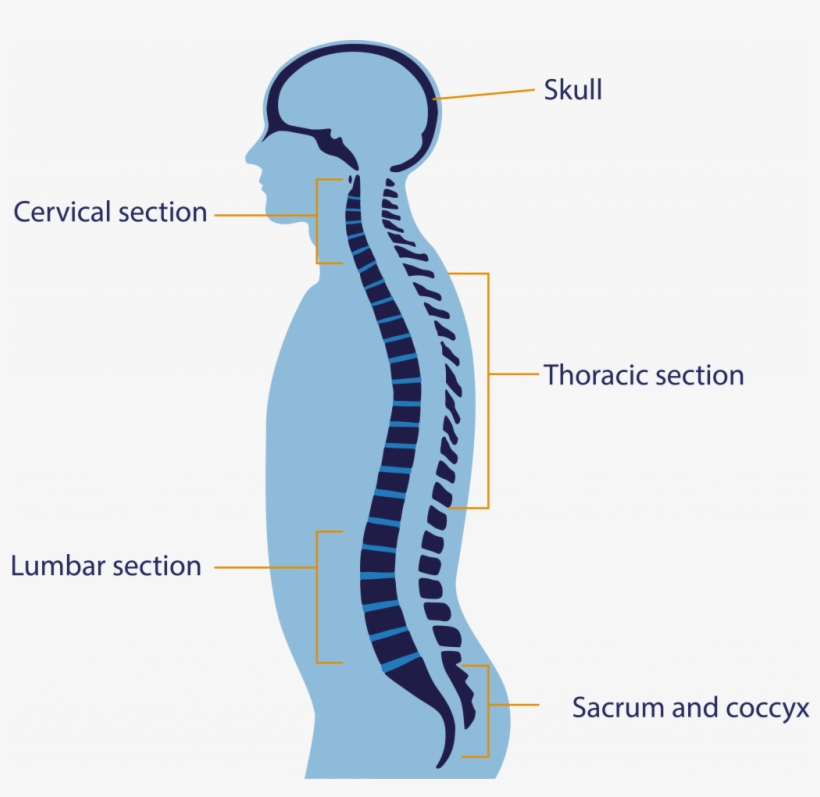 Anatomy Of The Spine - Diagram, transparent png