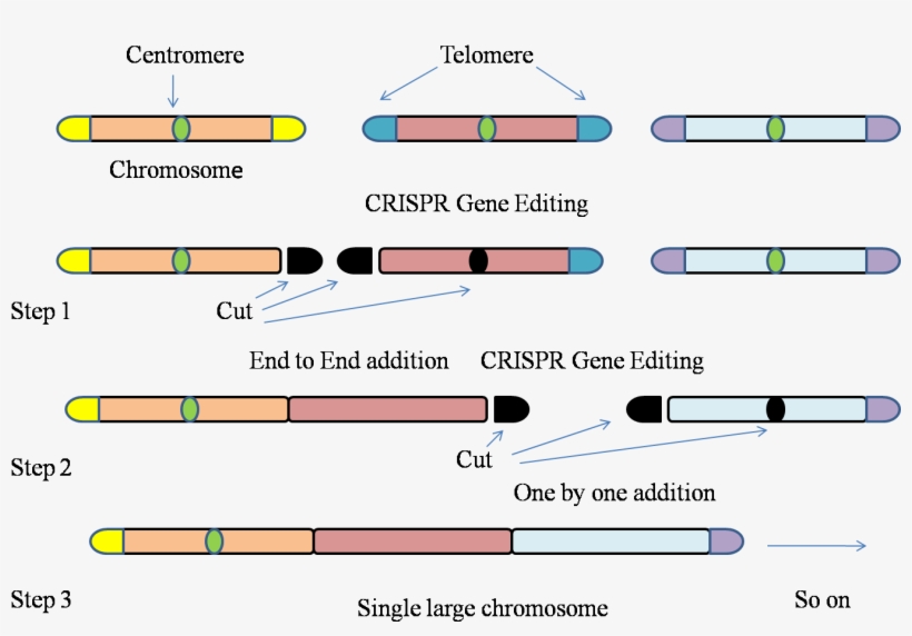Gene-editing Technology Used To Fit Entire Genome Of - Parallel, transparent png