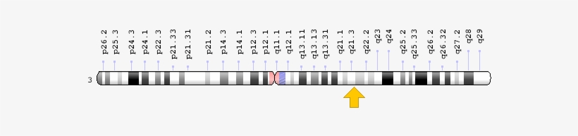 Related Information - Gp 9 Gene, transparent png