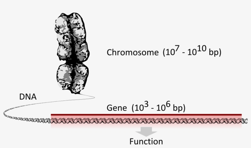 Chromosome Vs Gene - Gene Svg, transparent png