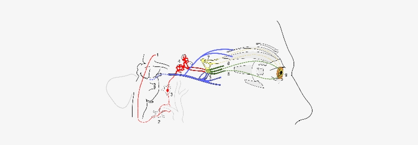 Scheme Showing Sympathetic And Parasympathetic Innervation - Sympathetic Nervous System, transparent png
