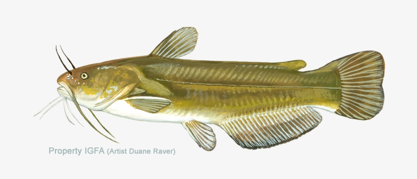 All-tackle World Records - Yellow Bullhead, transparent png