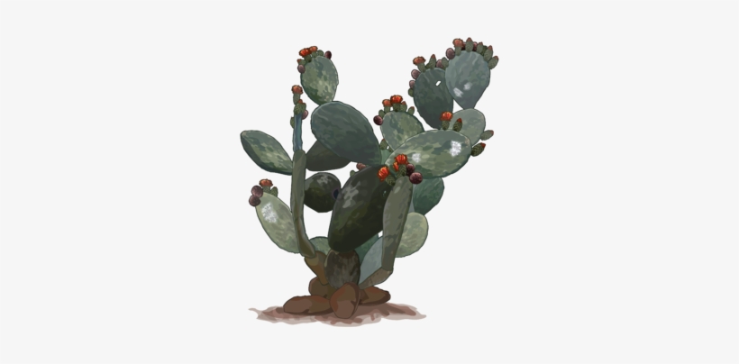 Estado De Conservación - Opuntia Png, transparent png
