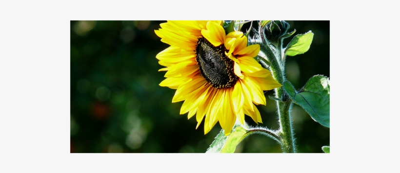 Algunos Datos Sobre El Girasol - Common Sunflower, transparent png