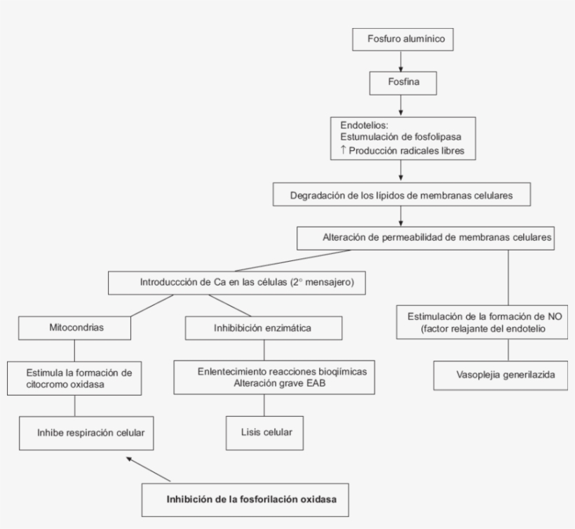 Consecuencias Celulares De La Intoxicación Por Fosfuro - Qué Efectos Produce Al Inhalar Fosfina, transparent png