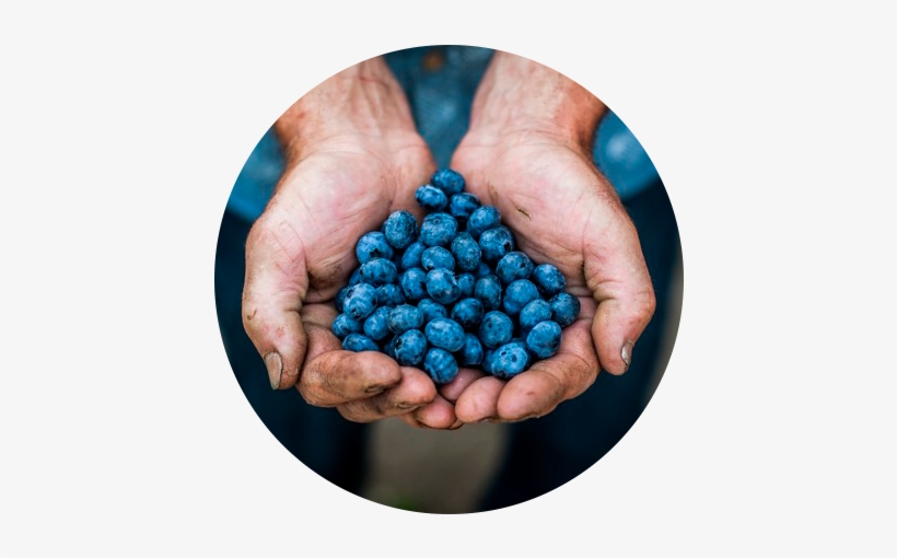 Events News Berryco Circle - News, transparent png