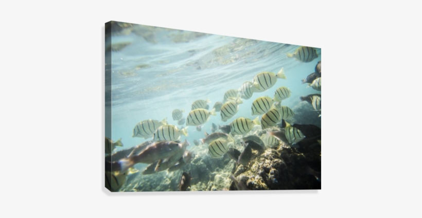 Under The Sea Canvas Print - Underwater, transparent png