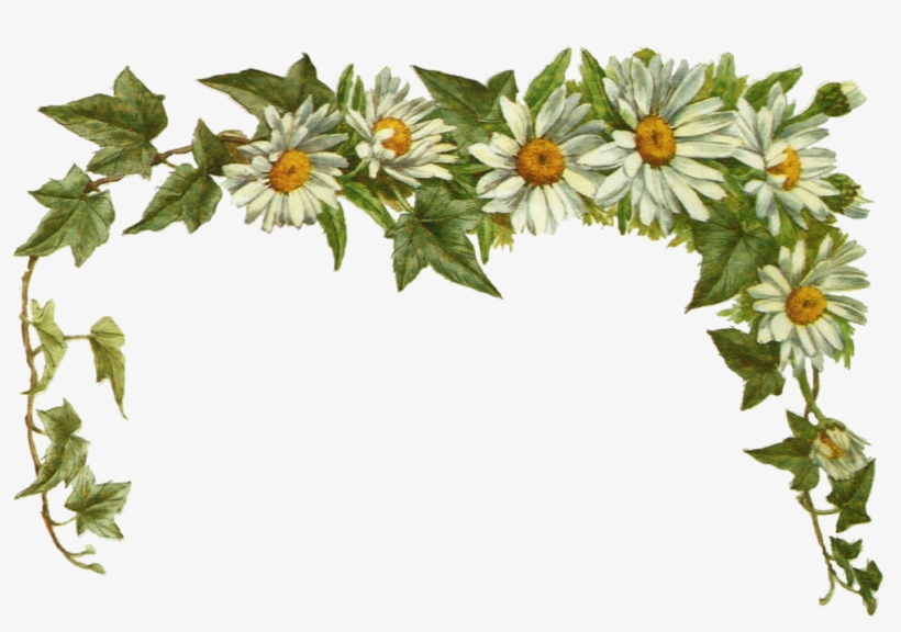 More Like Jinifur Vintage Parrots By Jinifur - Vintage Daisy Png, transparent png