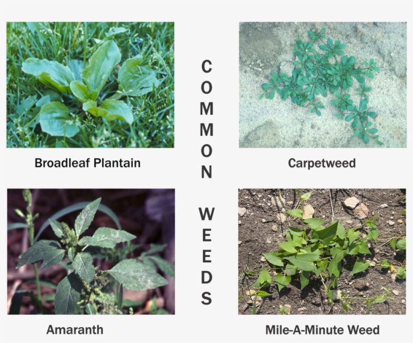 Plantain Weeds, transparent png