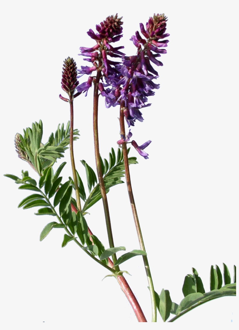 Astragalus Bisulcatus - Transparent Weeds, transparent png