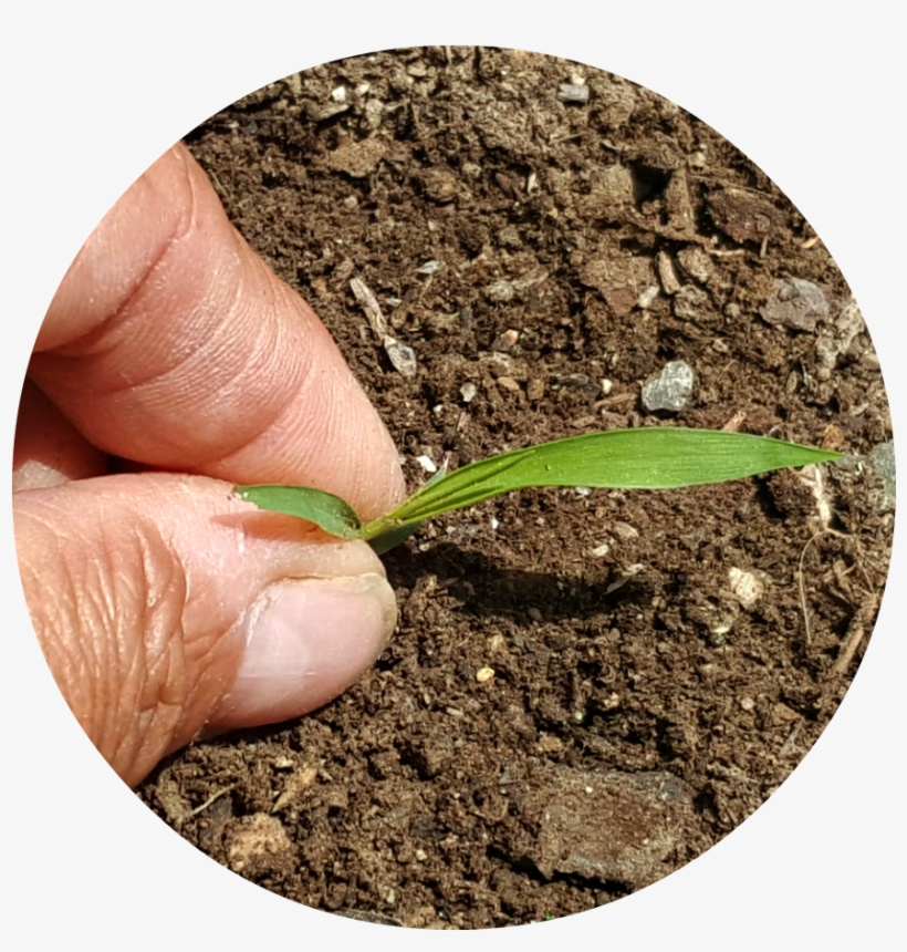 Here Is My Top Seven List Of Safe And Natural Weed - Weed, transparent png