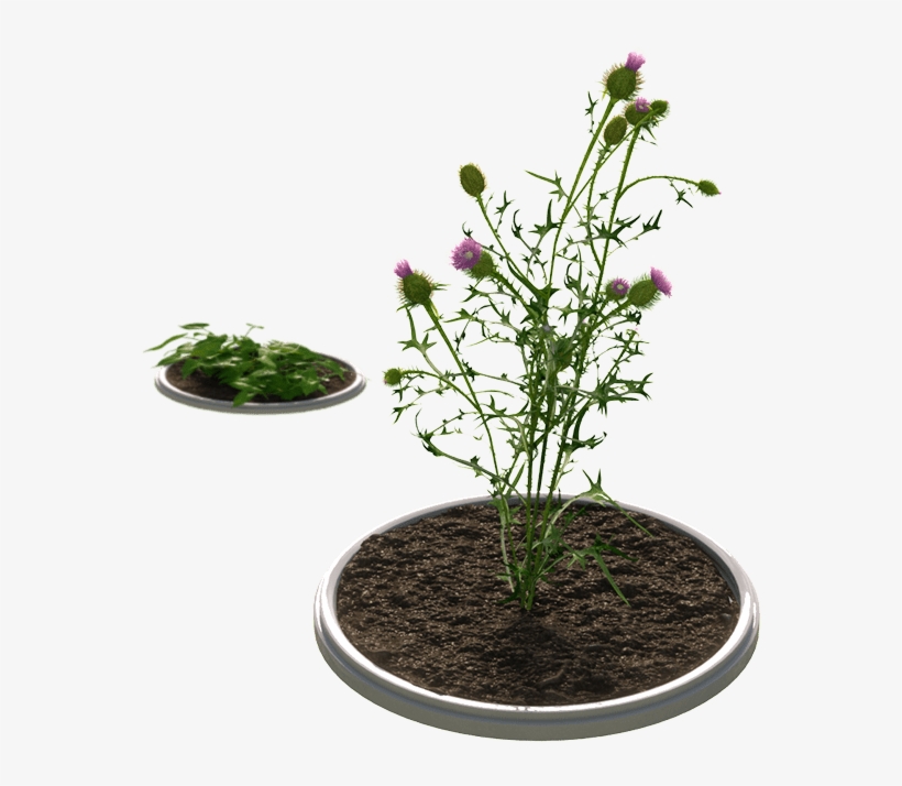 Improved Control Of Tough Weeds - Weed, transparent png