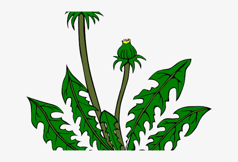 Vector Royalty Free Stock Free On Dumielauxepices Net - Dandelion Clip Art, transparent png