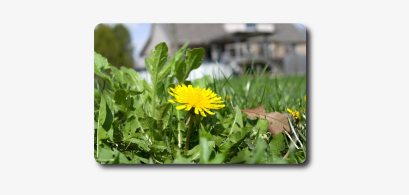 Every Yard Is Going To Have Weeds At One Time Or Another - Dandelion, transparent png