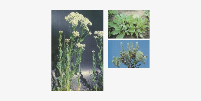 Photos Courtesy Of Weeds Of The West - White Idaho Weed Flower, transparent png
