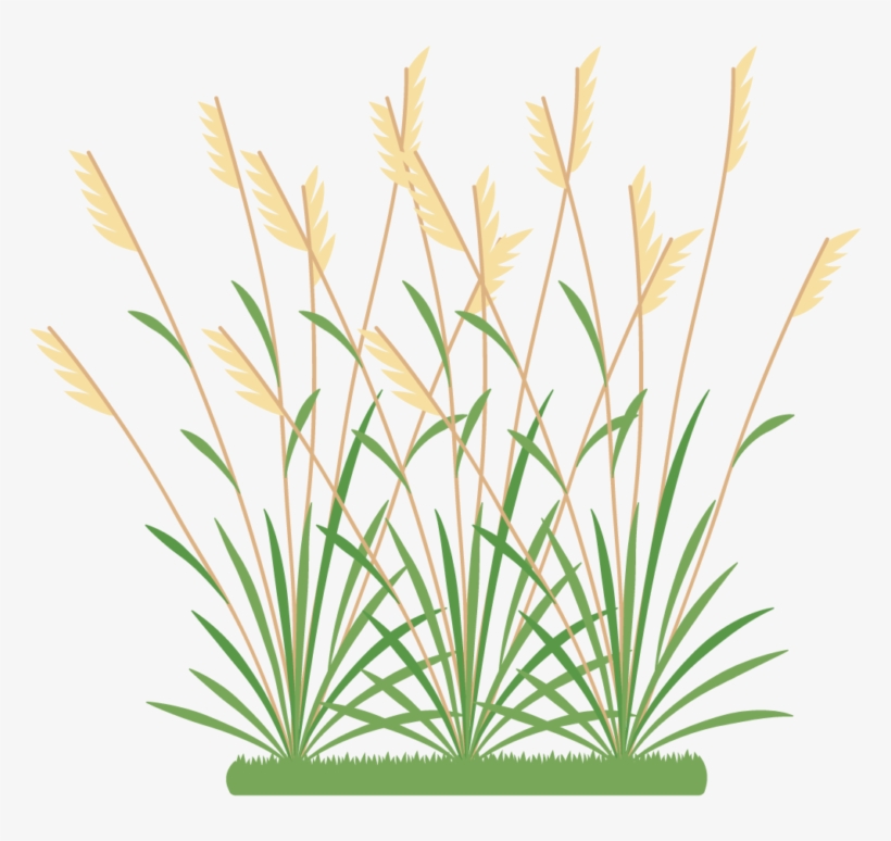 Icon 2 Weeds - Grasses And Weeds Clipart, transparent png