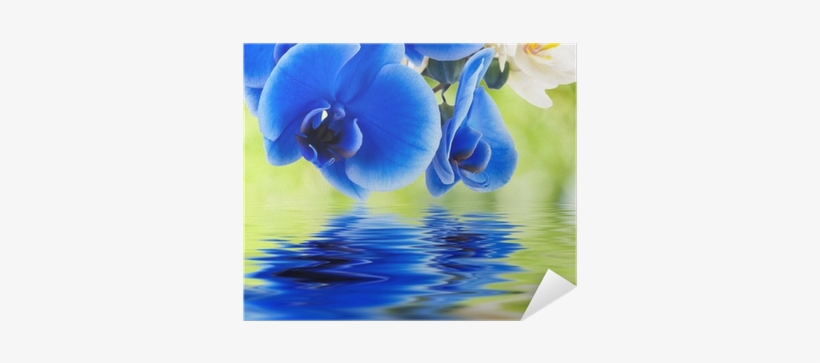 Orchids, transparent png