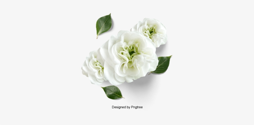 Hermosos Frescos Petalos De Floresflores Pétalos Hojas - Psd พื้น หลัง ลาย เส้น ดอกไม้ สวย ๆ, transparent png