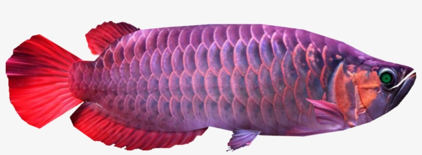 Asian Arowana - Coral Reef Fish, transparent png
