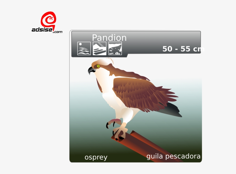 Free Vector Aguila Pescadora Clip Art - Osprey Clip Art, transparent png