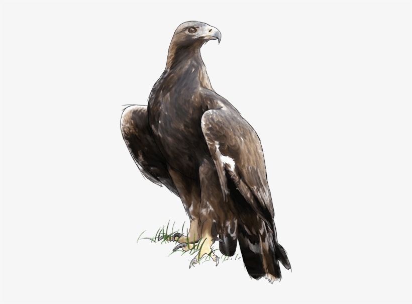 Cim D'àligues - Imagenes Png De Aguila Real, transparent png