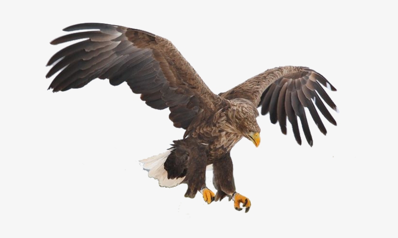 Download Transparent Aguila Real Mexicana Png - PNGkit